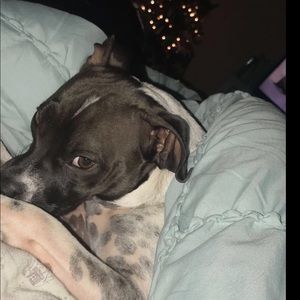 Meet your Posher, Bailey